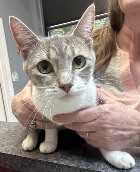 Callie -  Domestic Short Hair Cat for Adoption in Dyersburg, Tennessee - Callie | PetCurious
