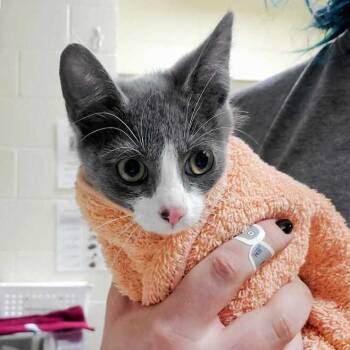 Seeley Booth -  Domestic Short Hair Cat for Adoption in Asheville, North Carolina - Seeley Booth | PetCurious