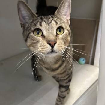 Marine -  Domestic Short Hair Cat for Adoption in Mokena, Illinois - Marine | PetCurious