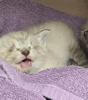 Pillow -  Siamese Cat for Adoption in Evansville, Indiana - Pillow | PetCurious