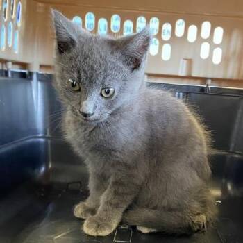 Domestic Short Hair Cats Available for Adoption - Alex | PetCurious