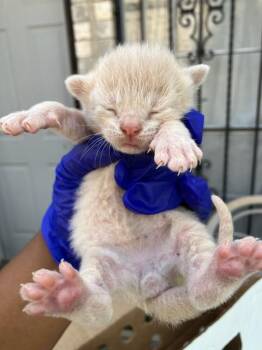 HARRY STYLES -  Domestic Short Hair Cat for Adoption in Dallas, Texas - HARRY STYLES | PetCurious