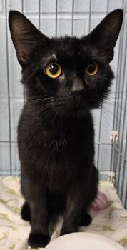 Si -  Domestic Short Hair Cat for Adoption in Saint Clairsville, Ohio - Si | PetCurious