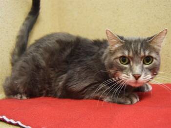 Rescue Domestic Short Hair Cats for Adoption in Sacramento, California - JACKSON | PetCurious
