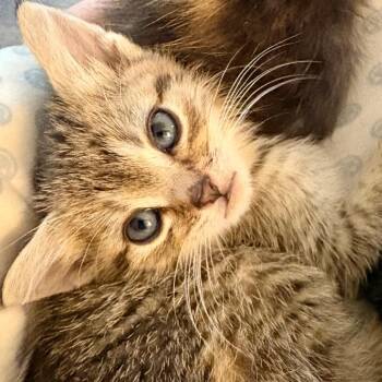 Amethyst (in Stevensville, MD) -  Domestic Short Hair Cat for Adoption - Amethyst (in Stevensville, MD) | PetCurious