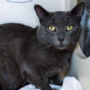 Koopa -  Domestic Short Hair Cat for Adoption in South Elgin, Illinois - Koopa | PetCurious