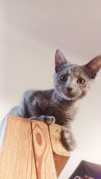 Rescue American Shorthair Cats for Adoption in Grand Rapids, Michigan - Duke- Kitten | PetCurious