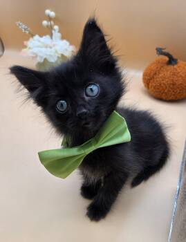 Andrew -  Bombay and Domestic Long Hair Cat for Adoption in Mobile, Alabama - Andrew | PetCurious