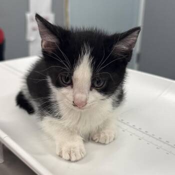 Clumsy Smurf -  Domestic Short Hair Cat for Adoption in Wheeling, Illinois - Clumsy Smurf | PetCurious