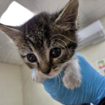 Domestic Short Hair Cats Available for Adoption in Incline Village, Nevada - King Arthur | PetCurious