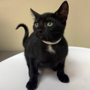 Nike -  Domestic Short Hair Cat for Adoption in Birmingham, Alabama - Nike | PetCurious