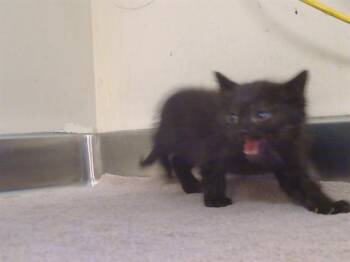 Domestic Short Hair Cats Available for Adoption in Sacramento, California - MARCEAU | PetCurious