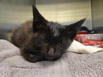 PANEER -  Domestic Short Hair Cat for Adoption in Tustin, California - PANEER | PetCurious
