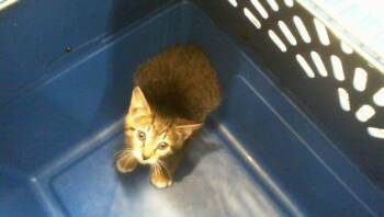 A1265645 -  Domestic Short Hair Cat for Adoption in Charlotte, North Carolina - A1265645 | PetCurious
