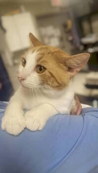 Sasquatch -  Domestic Short Hair Cat for Adoption in Champaign, Illinois - Sasquatch | PetCurious