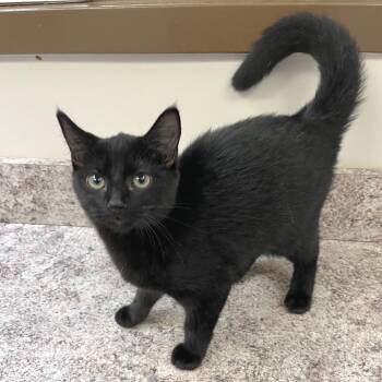 Carrie -  Domestic Short Hair Cat for Adoption in York, Pennsylvania - Carrie | PetCurious