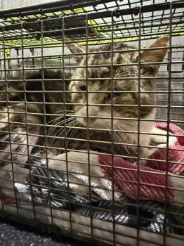 Domestic Short Hair Cats Available for Adoption - SEYMOUR | PetCurious