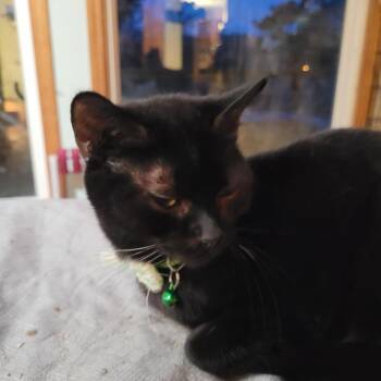 Rescue Bombay Cats for Adoption in Toledo, Oregon - MisChief | PetCurious