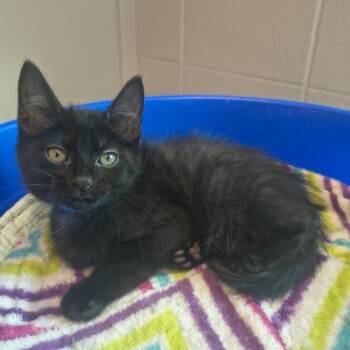 Pomelo -  Domestic Short Hair Cat for Adoption in Knoxville, Tennessee - Pomelo | PetCurious