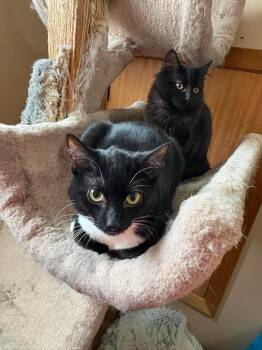 Rose -  Domestic Short Hair Cat for Adoption in Winnipeg, Manitoba - Rose | PetCurious