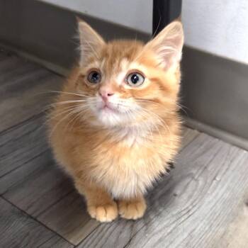 Yosemite Ramishvili -  Domestic Medium Hair Cat for Adoption in Merrifield, Virginia - Yosemite Ramishvili | PetCurious