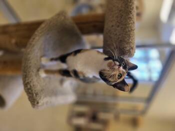 Rescue Calico Cats for Adoption - Elderberry | PetCurious