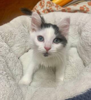 Dibble -  Domestic Medium Hair Cat for Adoption in San Jose, California - Dibble | PetCurious