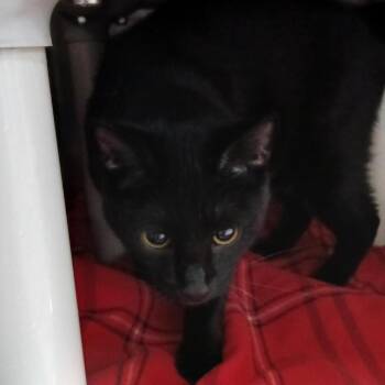 Binx -  Domestic Short Hair Cat for Adoption in Kanab, Utah - Binx | PetCurious