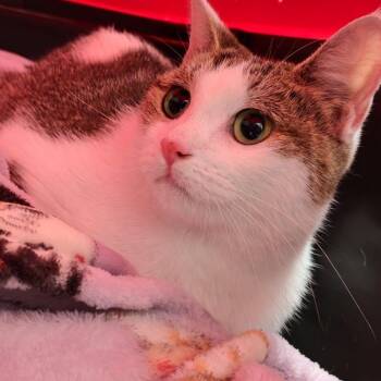 LVH-Stray-14458 -  Domestic Short Hair Cat for Adoption in Allentown, Pennsylvania - LVH-Stray-14458 | PetCurious