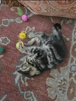 Lilly -  Domestic Short Hair and Tabby Cat for Adoption in Rochester Hills, Michigan - Lilly | PetCurious
