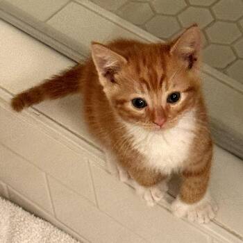 Extra Toes Cat Hemingway Polydactyl Cats Available for Adoption in Long Beach, California - Finn | PetCurious