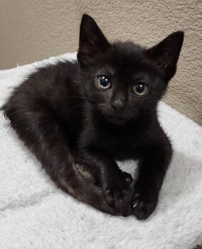 Manx Cats Available for Adoption in Fort Worth, Texas - Avocato | PetCurious
