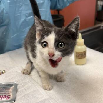Lamb - Sweet Baby -  Domestic Short Hair Cat for Adoption in Flagstaff, Arizona - Lamb - Sweet Baby | PetCurious