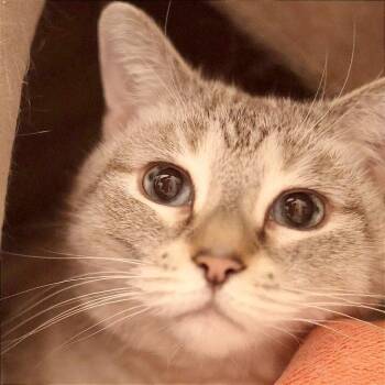 Pearl -  Domestic Short Hair Cat Available for Adoption in Philadelphia, Pennsylvania - Pearl | PetCurious