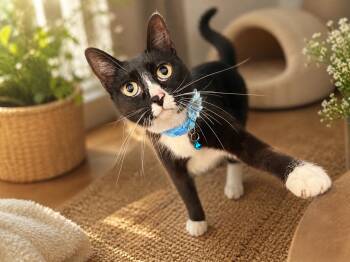 Domestic Short Hair Cats Available for Adoption in Phoenix, Arizona - Panda | PetCurious
