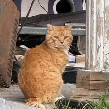 Mr. Farm (OJ) -  Domestic Long Hair Cat for Adoption in Ringtown, Pennsylvania - Mr. Farm (OJ) | PetCurious