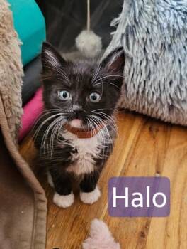 Halo (black with white feet -  Domestic Short Hair Cat Available for Adoption in Kennewick, Washington - Halo (black With White Feet | PetCurious