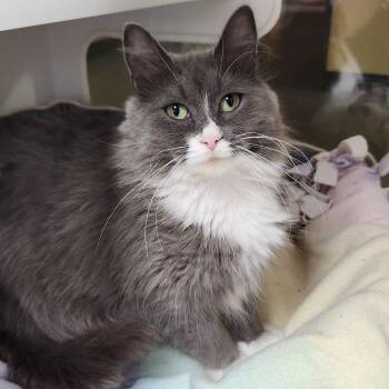 Willow -  Domestic Long Hair Cat for Adoption in Marshfield, Wisconsin - Willow | PetCurious
