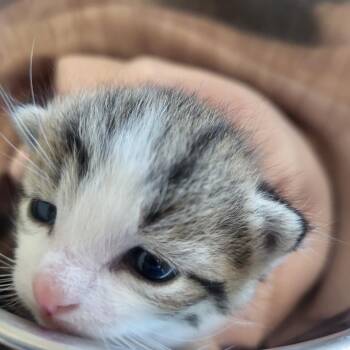 Heebie -  Domestic Medium Hair Cat for Adoption in Kanab, Utah - Heebie | PetCurious