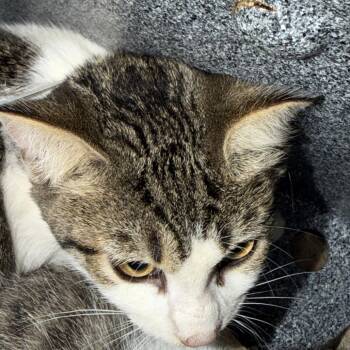 Kernel -  Domestic Short Hair Cat for Adoption in Birmingham, Alabama - Kernel | PetCurious