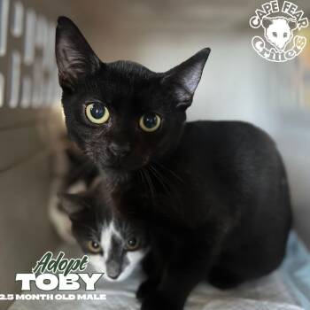 Toby -  Domestic Short Hair Cat for Adoption in Wilmington, North Carolina - Toby | PetCurious