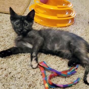 Rescue Domestic Short Hair Cats for Adoption in Sedalia, Missouri - Chicken | PetCurious