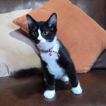 Rescue Domestic Medium Hair Cats for Adoption in Allen, Texas - Piccola (medium -haired) | PetCurious