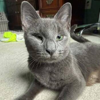 Ashley -  Domestic Short Hair Cat for Adoption in Phoenixville, Pennsylvania - Ashley | PetCurious