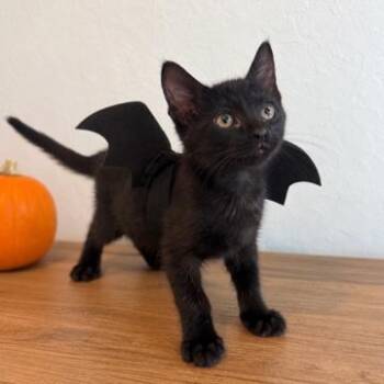 Jacaranda -  Domestic Short Hair Cat for Adoption in Salt Lake City, Utah - Jacaranda | PetCurious