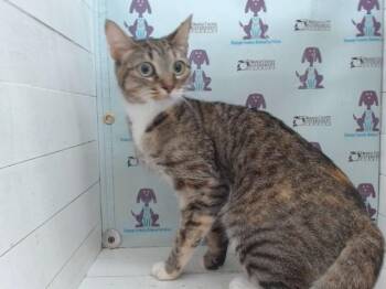 LUCKY -  Domestic Short Hair Cat for Adoption in Orlando, Florida - LUCKY | PetCurious