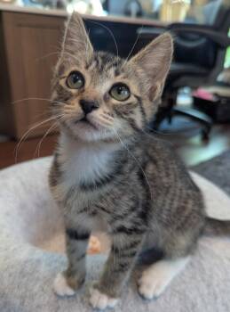 Yamaha -  Domestic Short Hair Cat for Adoption in Oviedo, Florida - Yamaha | PetCurious