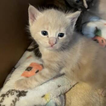 Domestic Short Hair Cats Available for Adoption in Reisterstown, Maryland - Jimothy | PetCurious