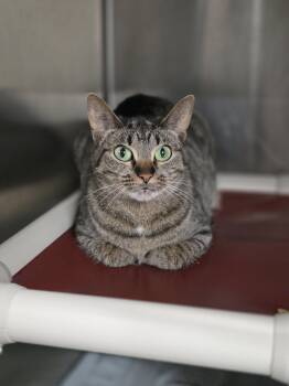 Luna -  Tiger Cat for Adoption in Shelby, Michigan - Luna | PetCurious