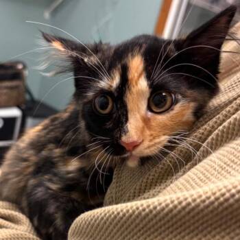 Juniper -  Domestic Medium Hair Cat for Adoption in Lenexa, Kansas - Juniper | PetCurious